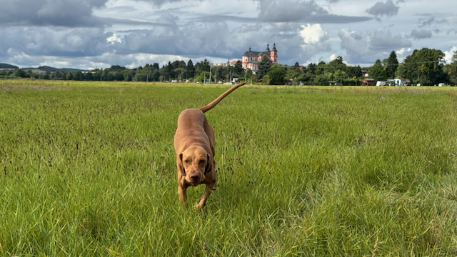 Galerie foto 5